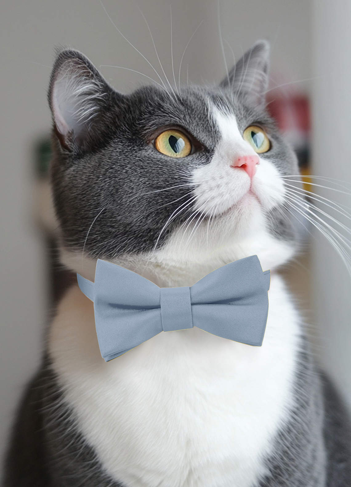 front Dog Bow Tie Collar