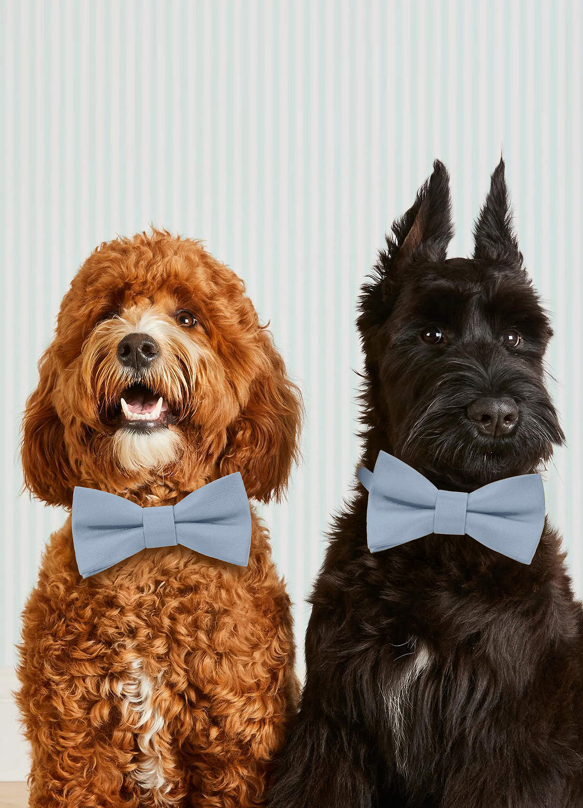 front Hundehalsband mit Fliege