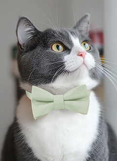 front Dog Bow Tie Collar