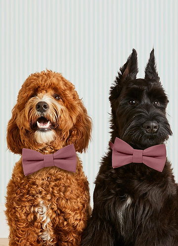 front Dog Bow Tie Collar