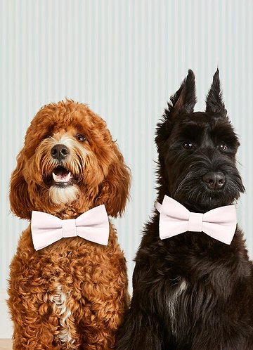 front Dog Bow Tie Collar