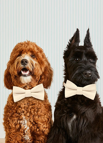 front Dog Bow Tie Collar