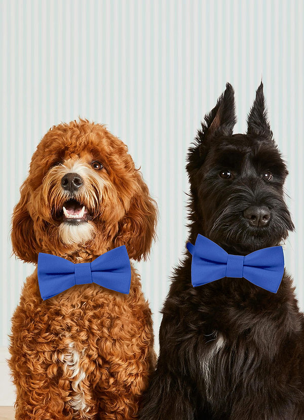 front Obroża dla psa z muszką