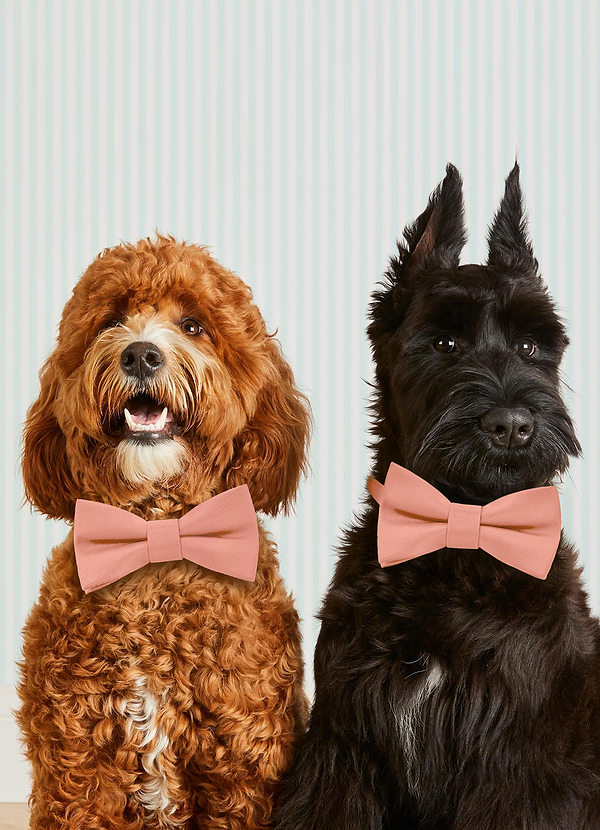 front Dog Bow Tie Collar