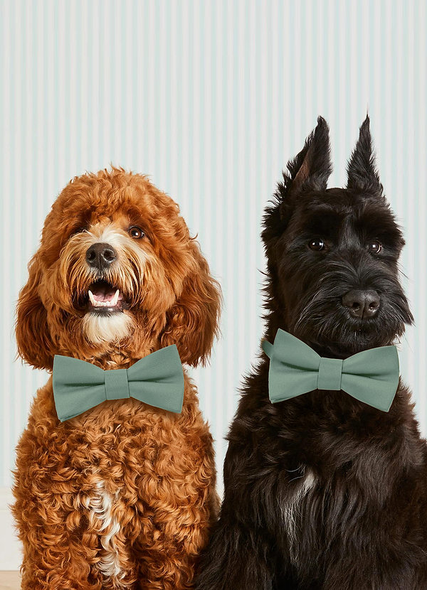 front Dog Bow Tie Collar