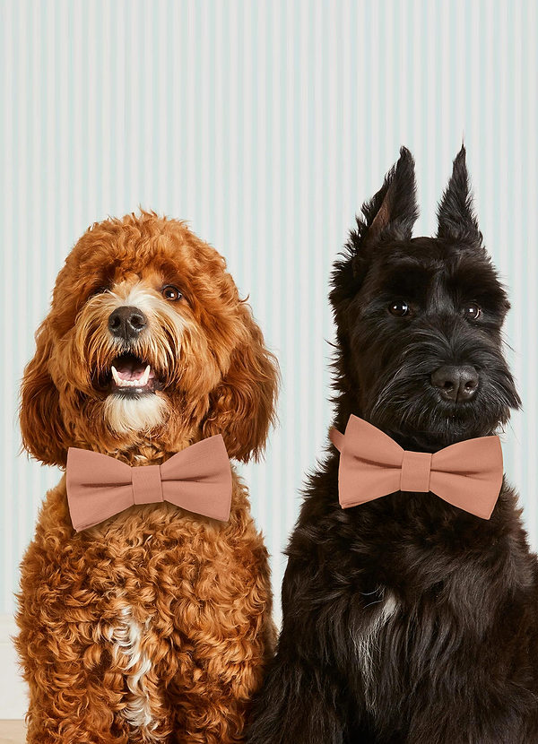 front Dog Bow Tie Collar