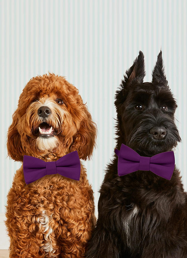 front Dog Bow Tie Collar