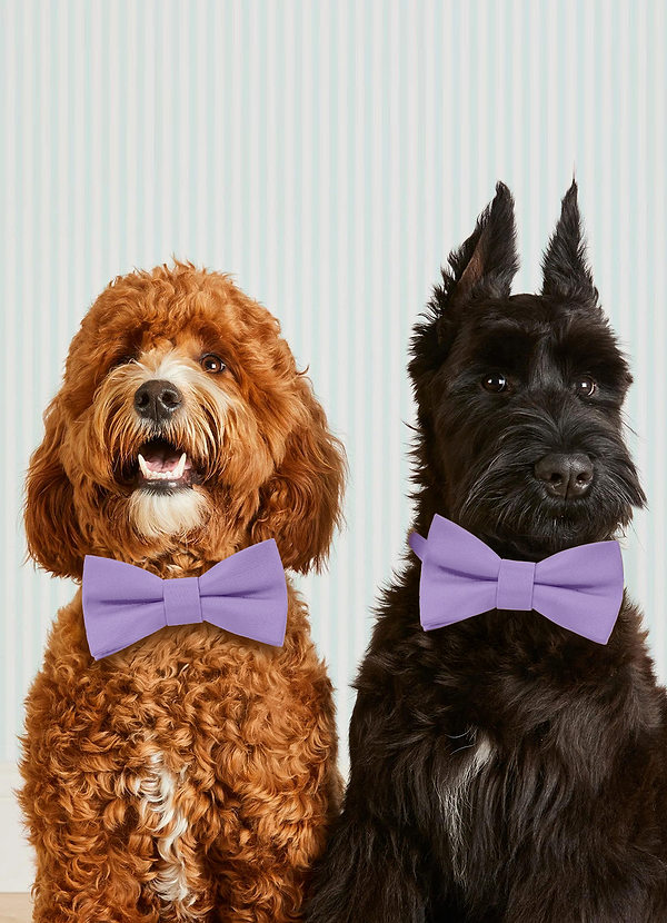 front Dog Bow Tie Collar