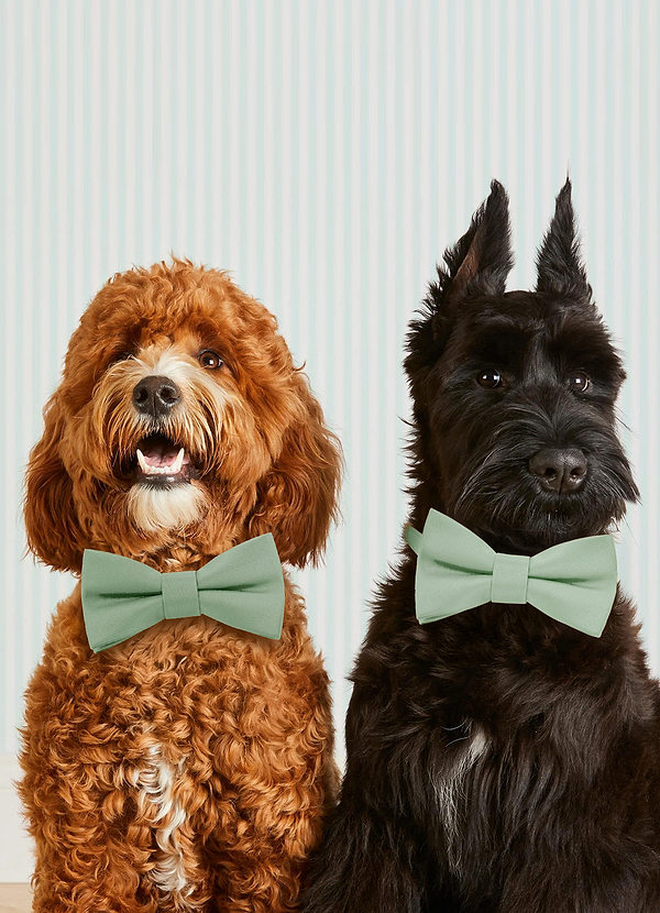 front Dog Bow Tie Collar