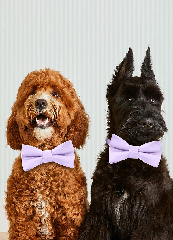 front Dog Bow Tie Collar