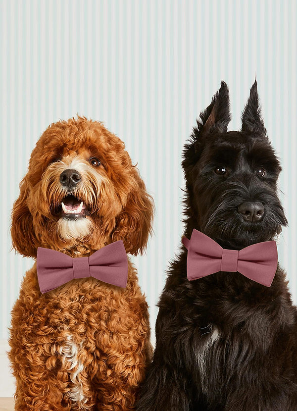 front Dog Bow Tie Collar