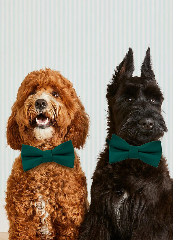 front Dog Bow Tie Collar