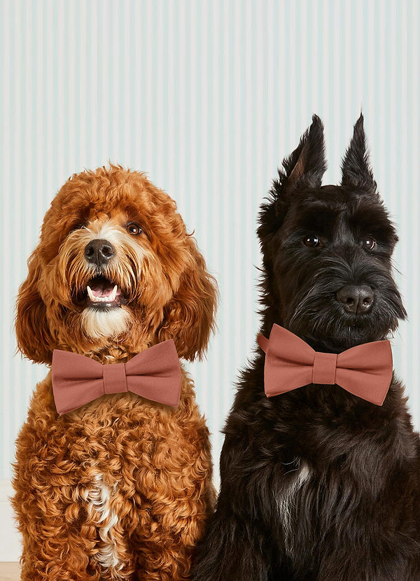 front Collier nœud papillon pour chien