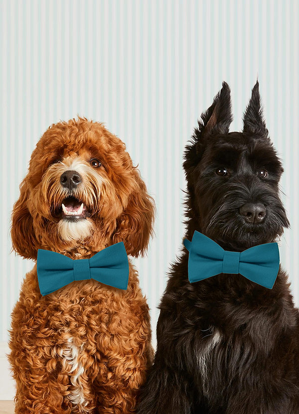 front Hundehalsband mit Fliege