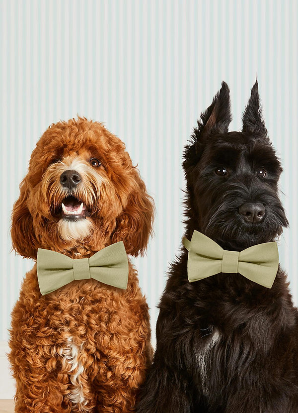 front Hundehalsband mit Fliege