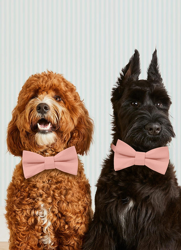 front Dog Bow Tie Collar