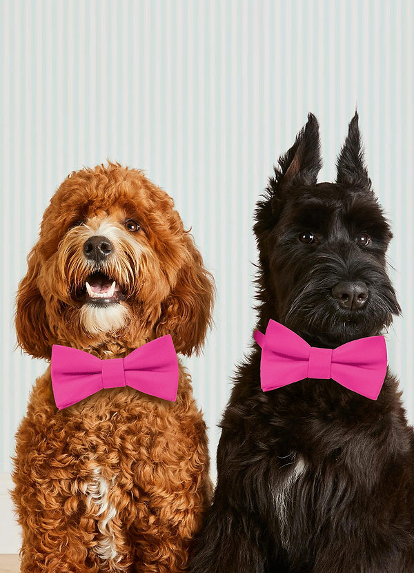 front Dog Bow Tie Collar